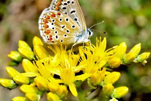 Meraviglie della natura